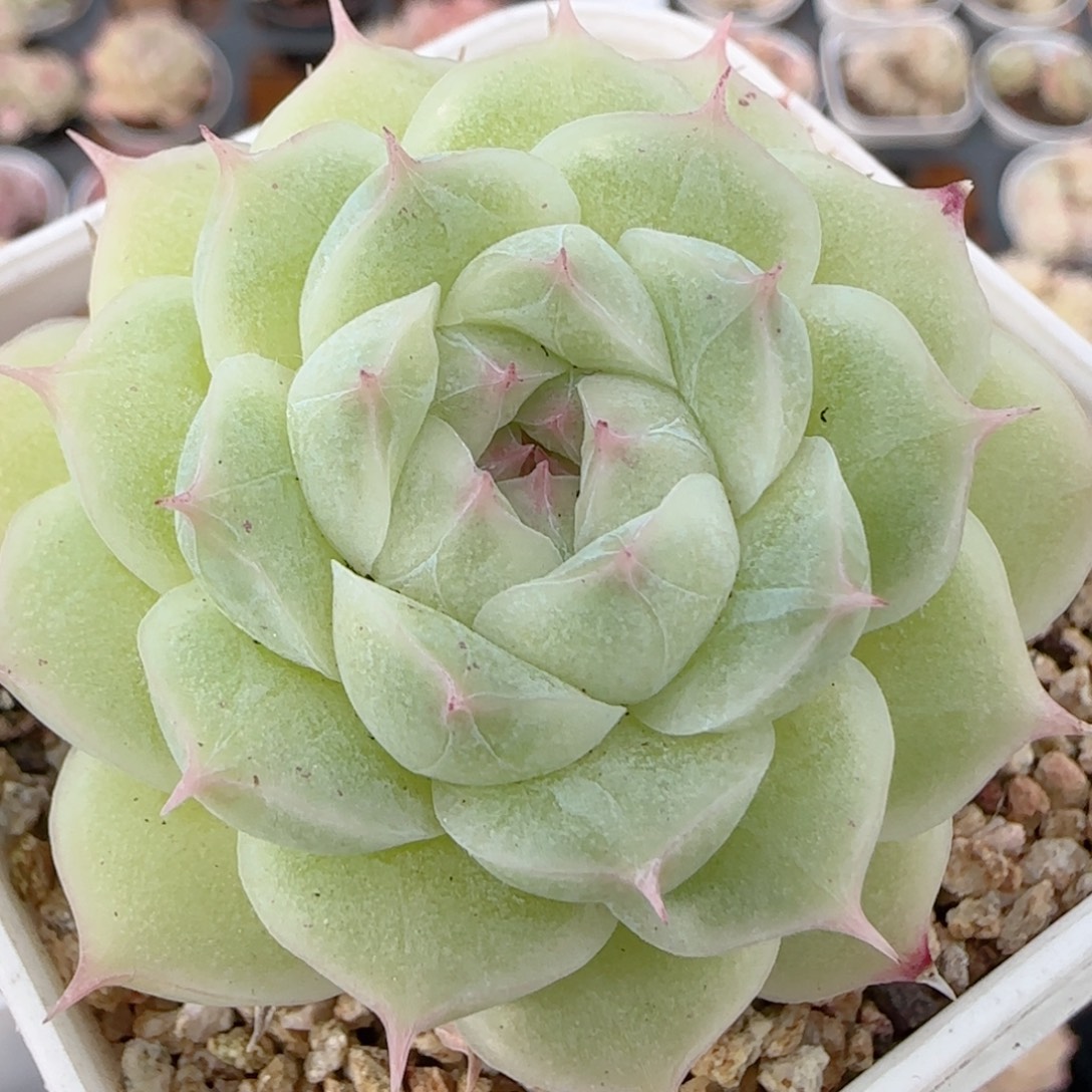 花语多肉1226-290散