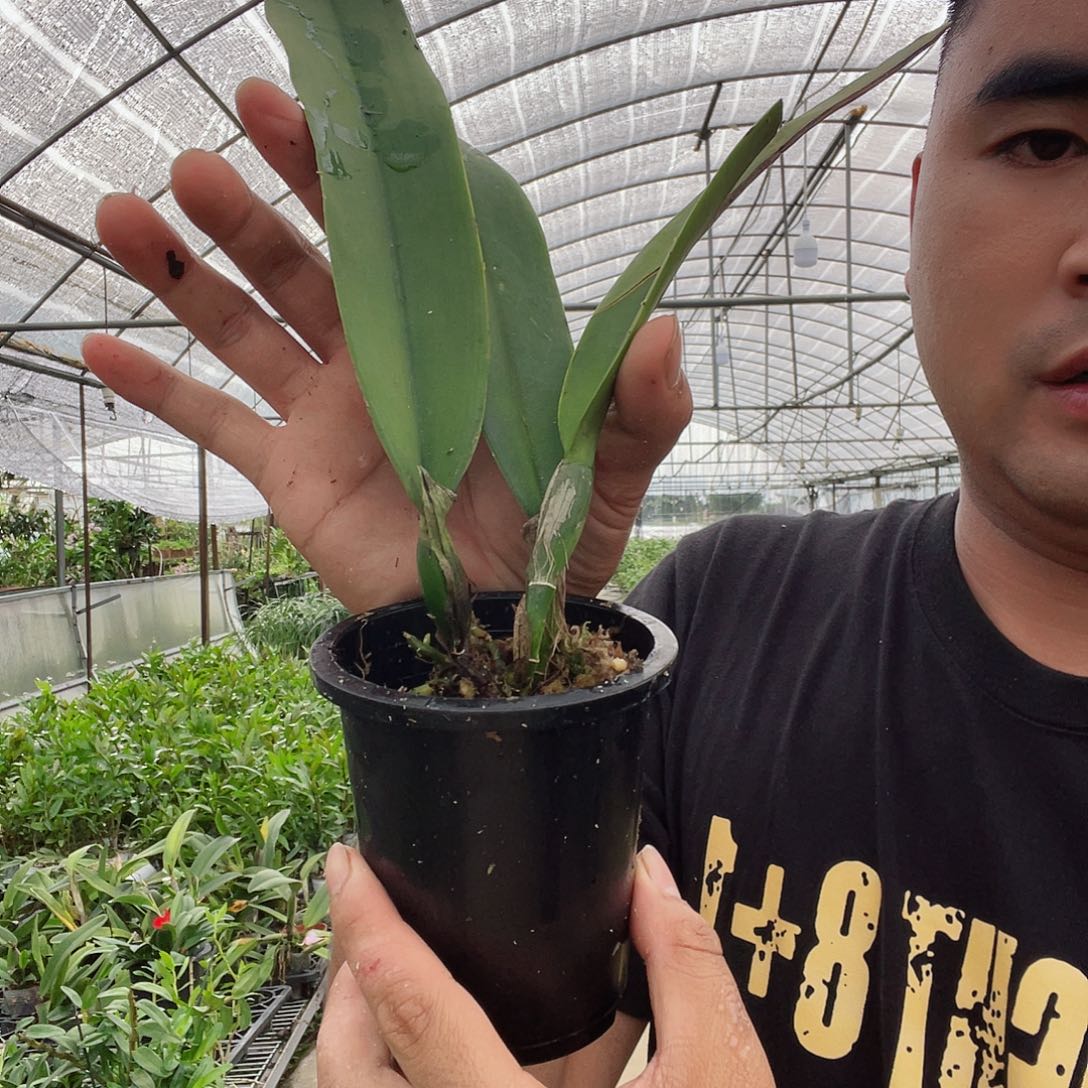 当前无花栽培后可以开花16，卡特