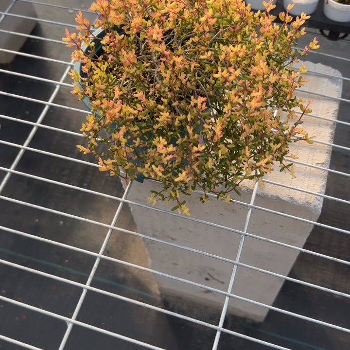 田***螂多肉植物枝干假飞机