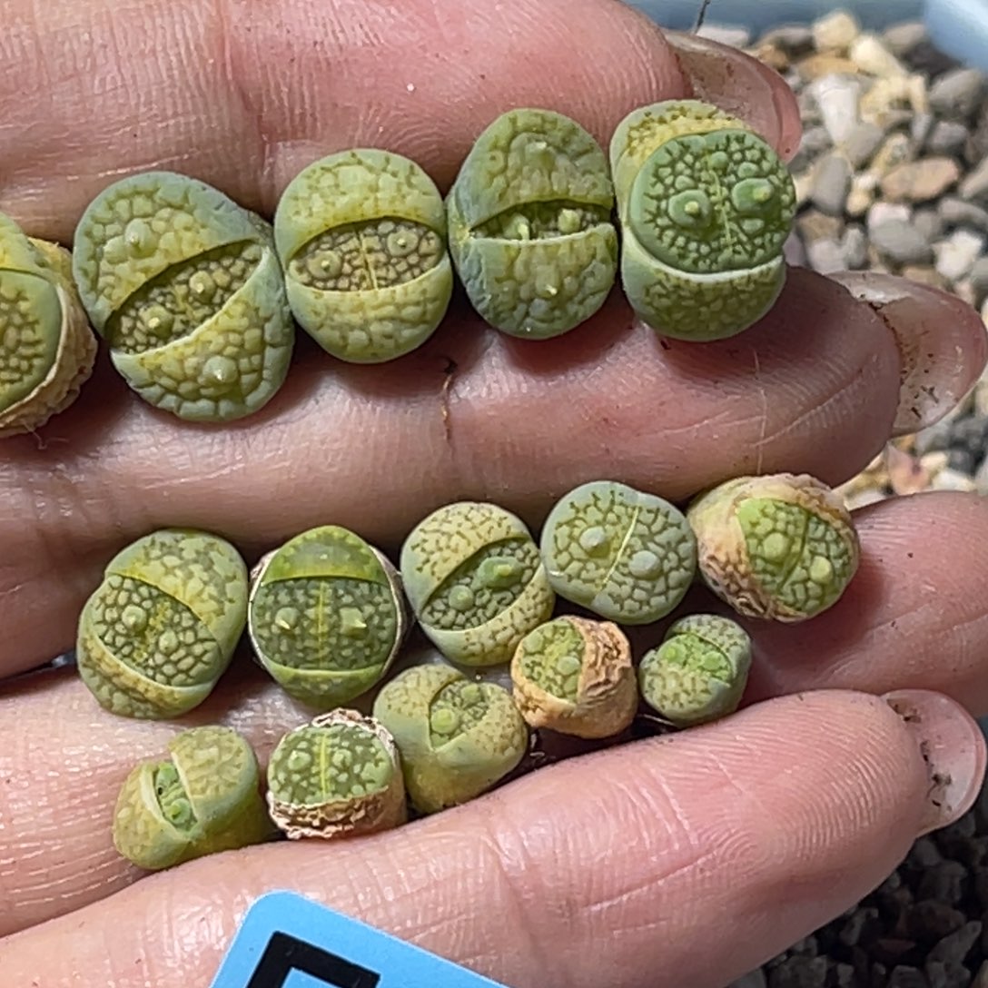 S***n8907犄角绿巴里15颗