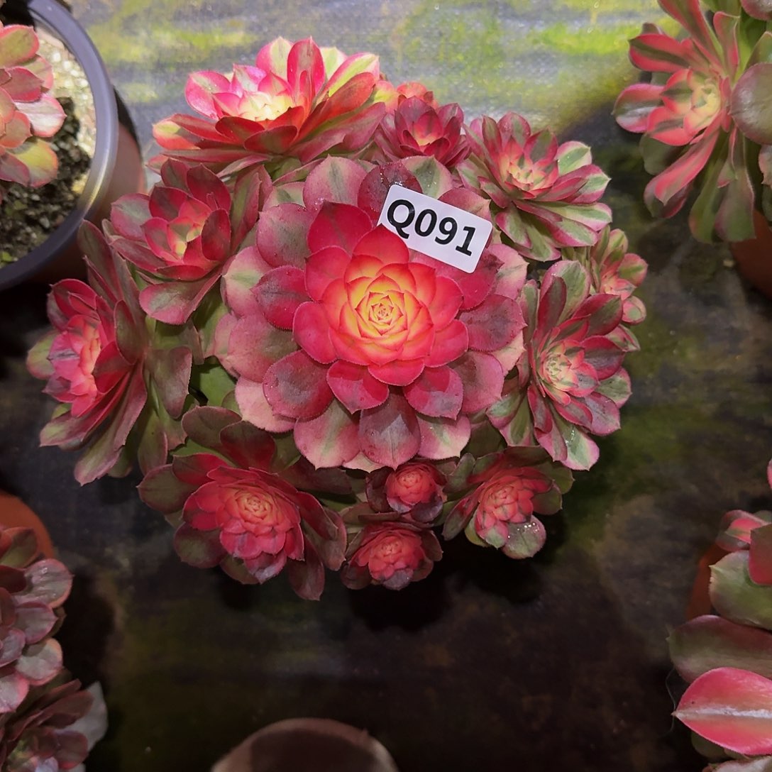 091荔枝冠服23左右333