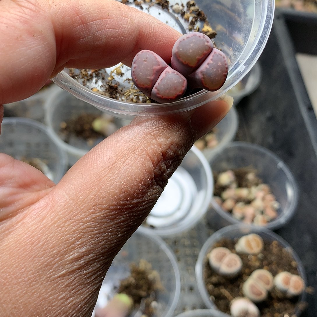 E328多肉植物保护