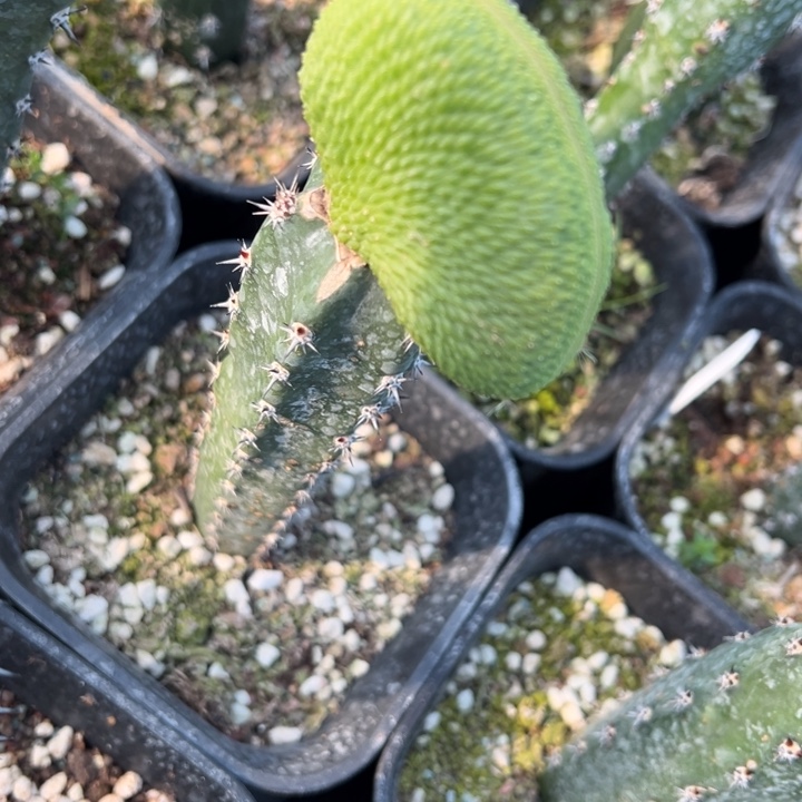 完全开放青蛇坠化脱土发