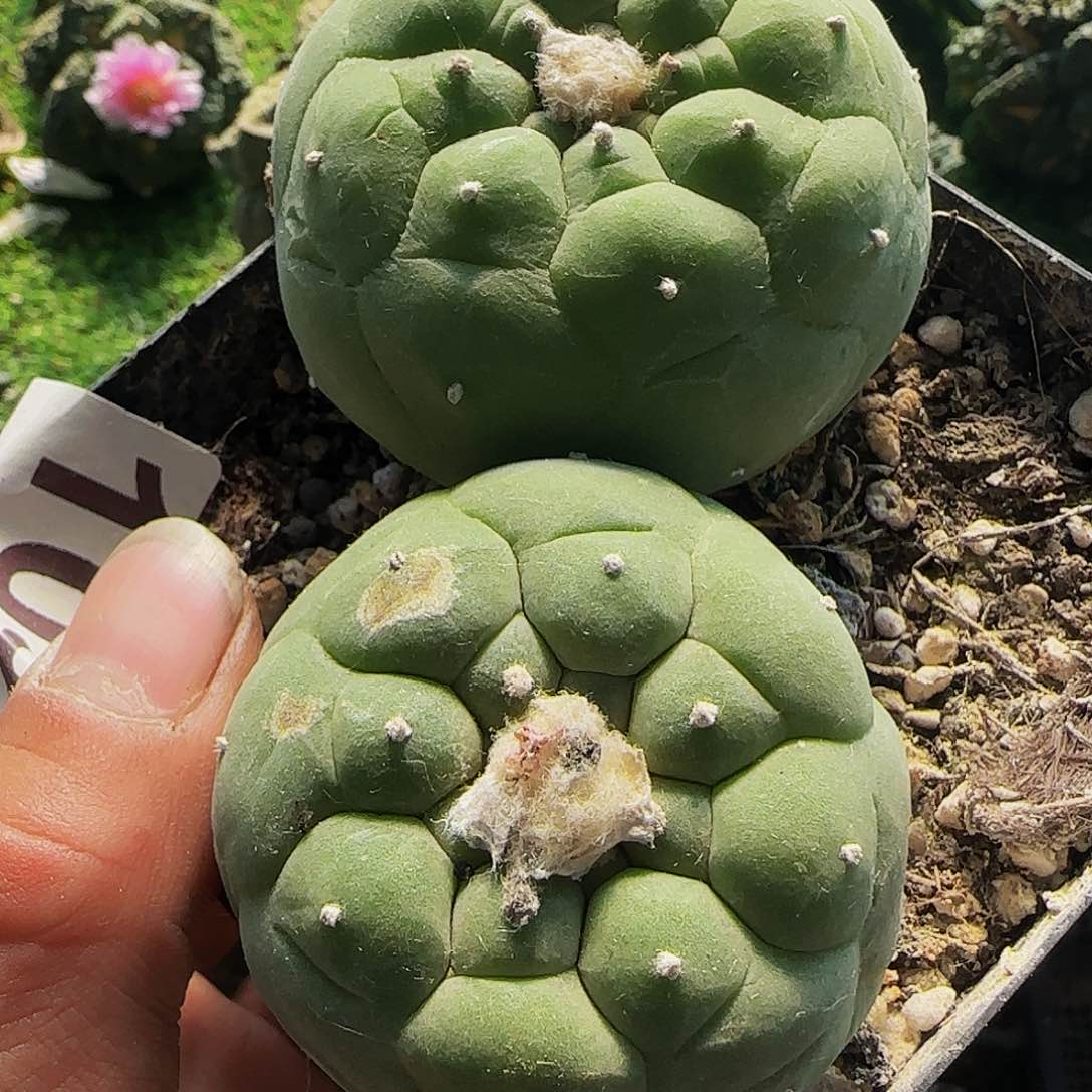 两个仙482仙人球开花