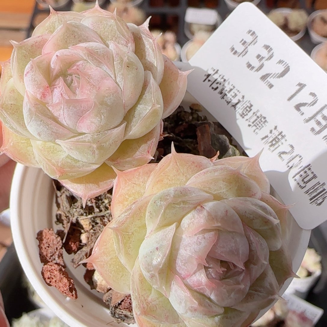 花语多肉1228-332散