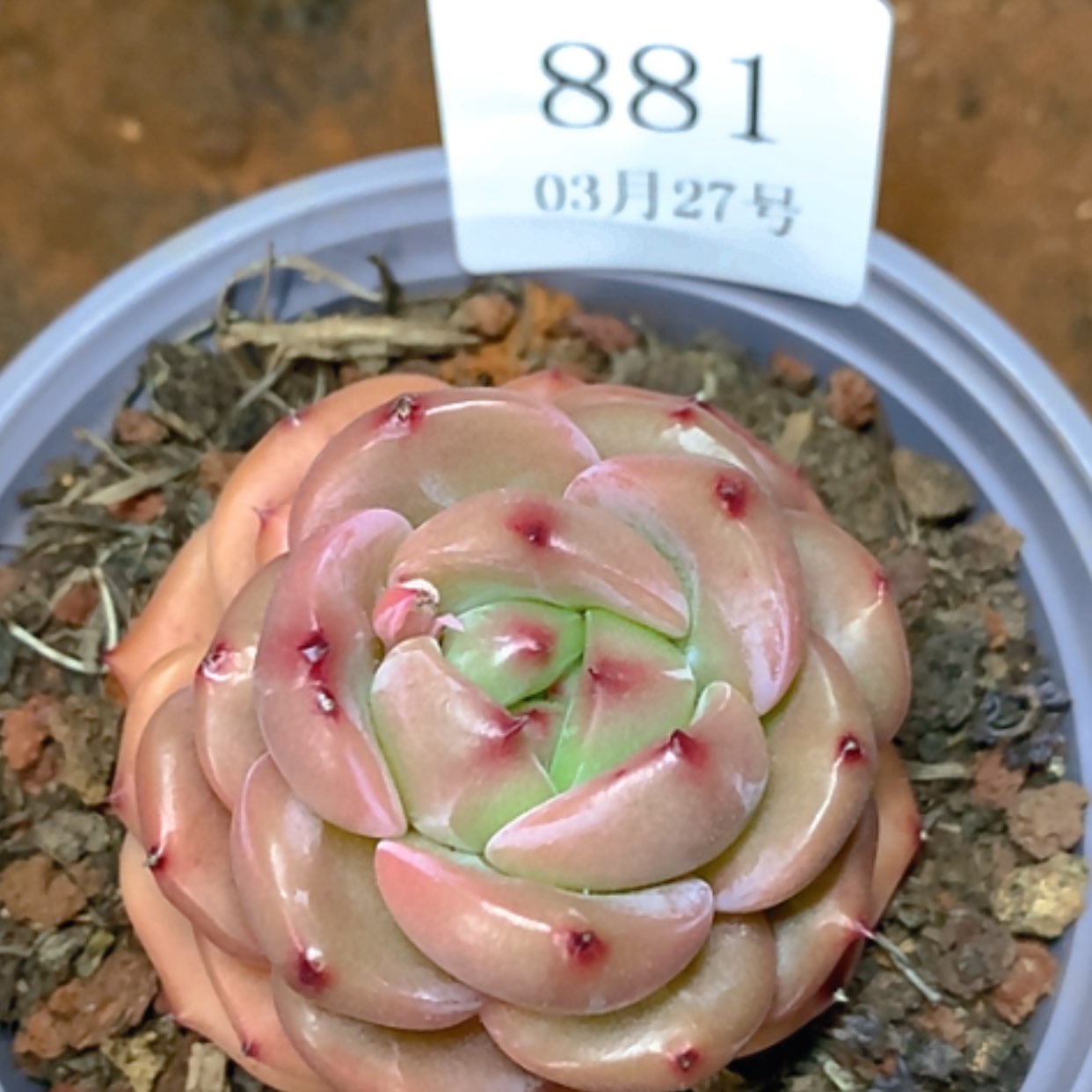 【闪购商品】云881号