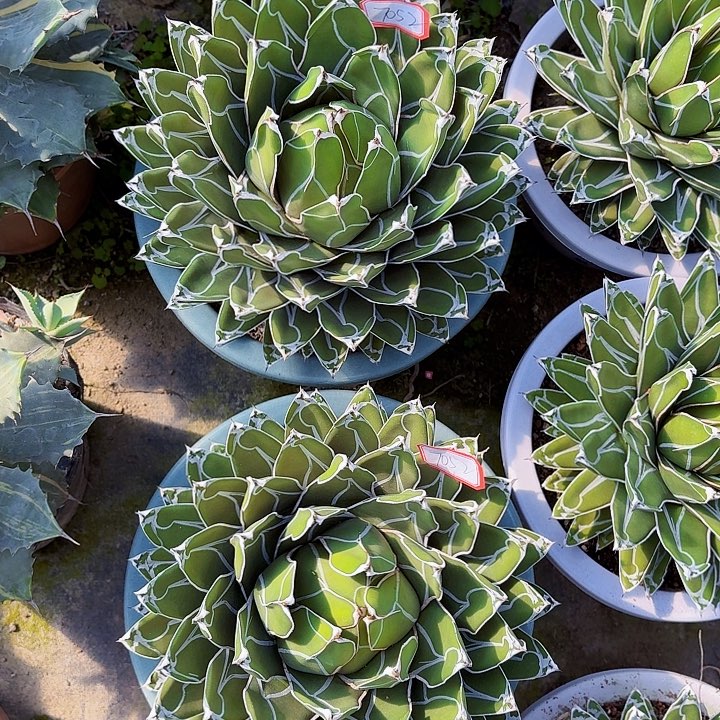 天***司完全开放屉之雪四个裸根