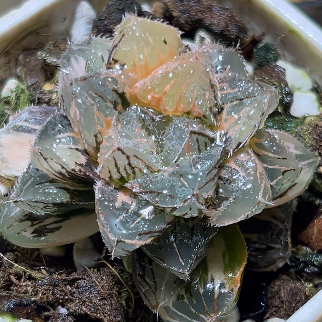 恭喜发财大吉大利0478