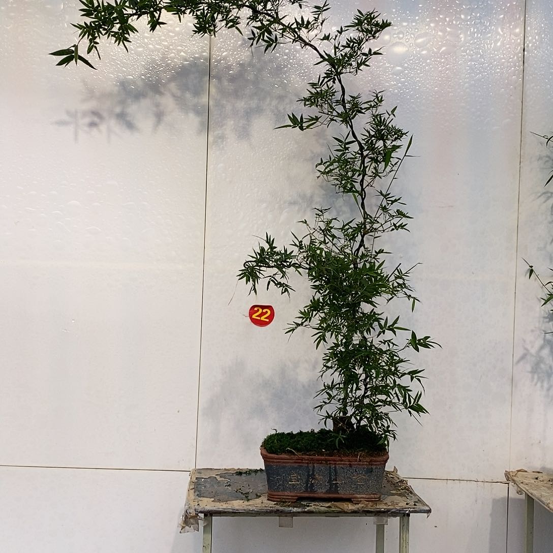 小叶簕竹一物一拍