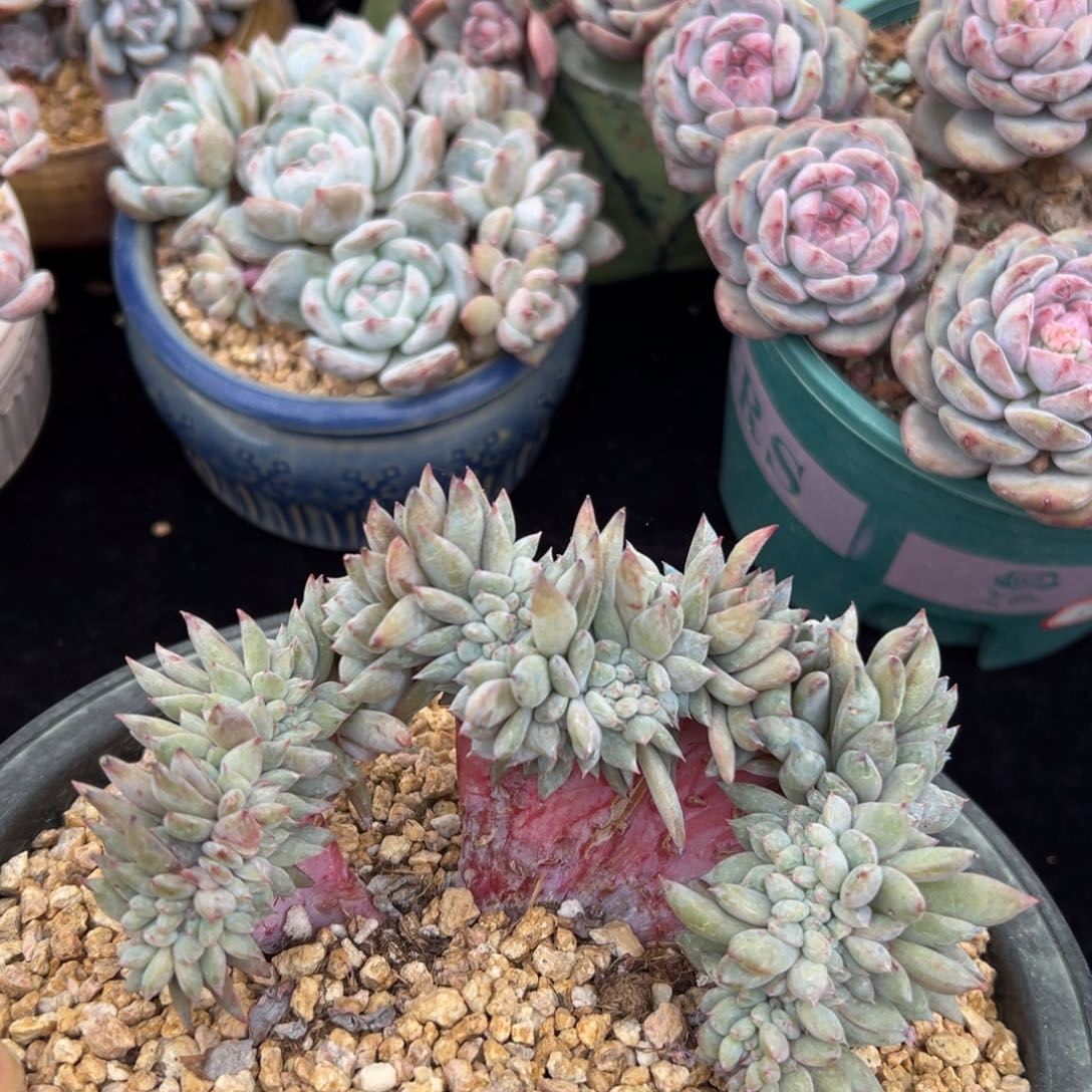 新年快乐 新年快乐