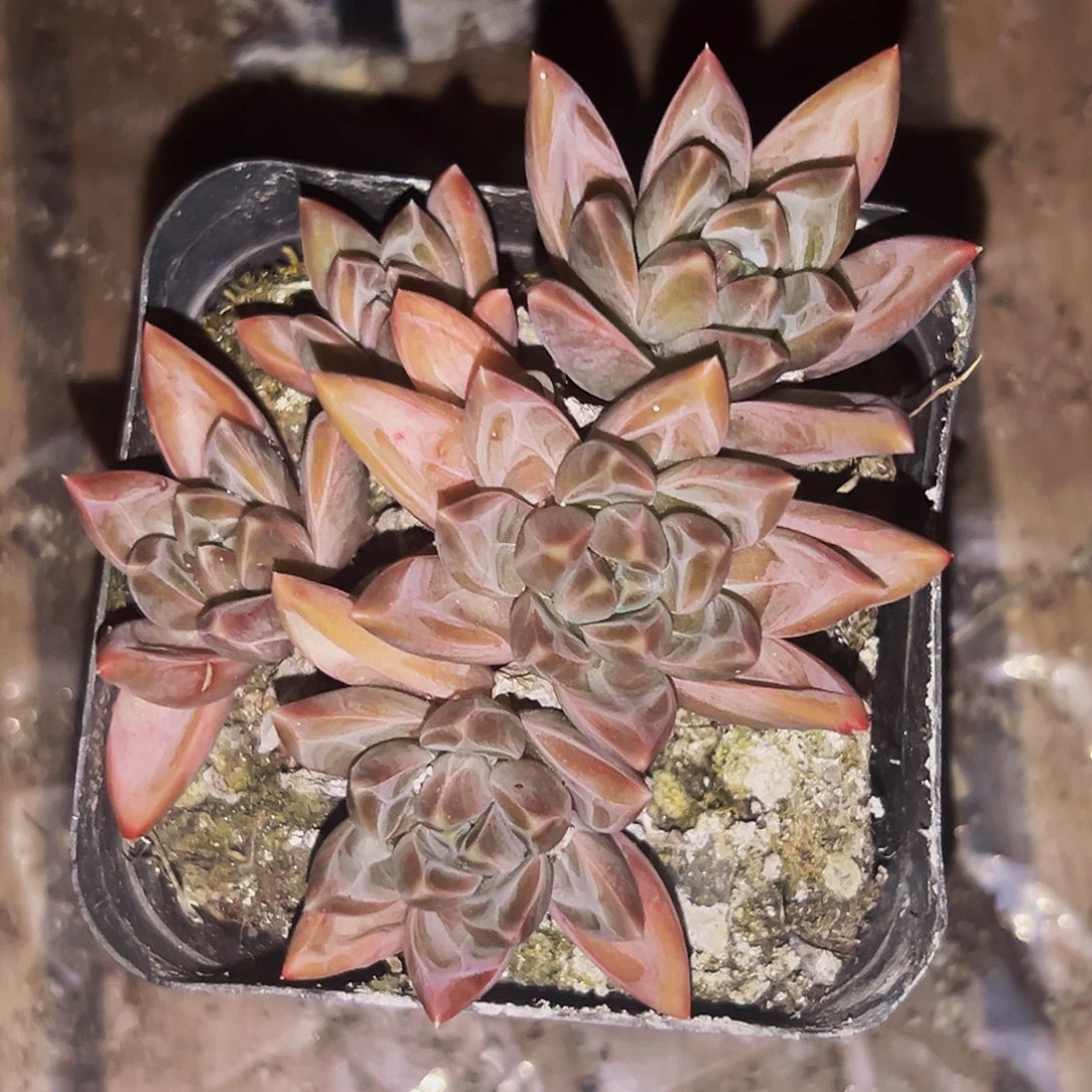 桔云多肉美人精品系列