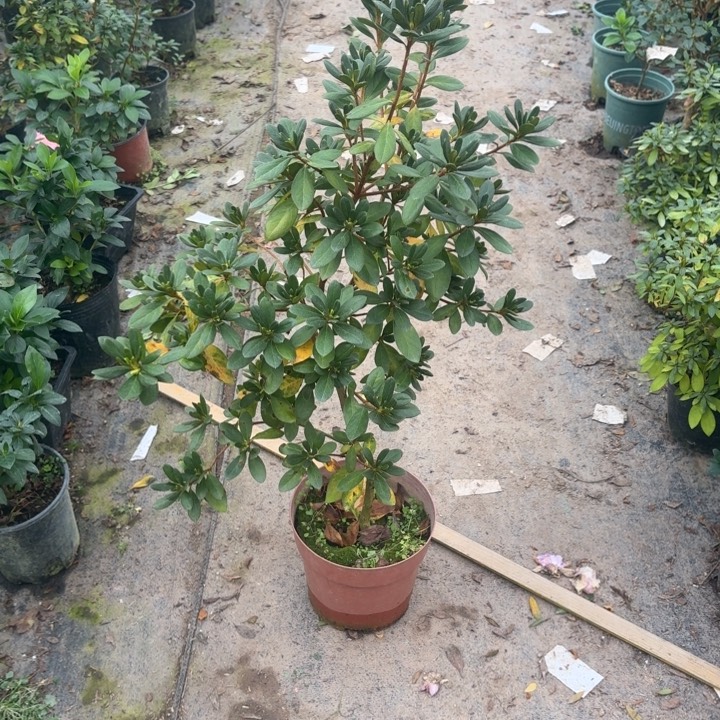 完全开放彩珊瑚杜鹃花