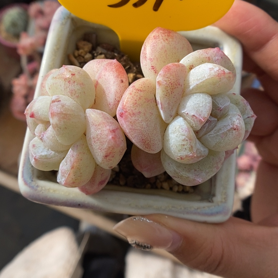 冰玉石化5374号。     