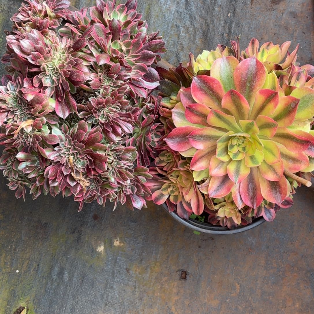 云南多肉植物组拍