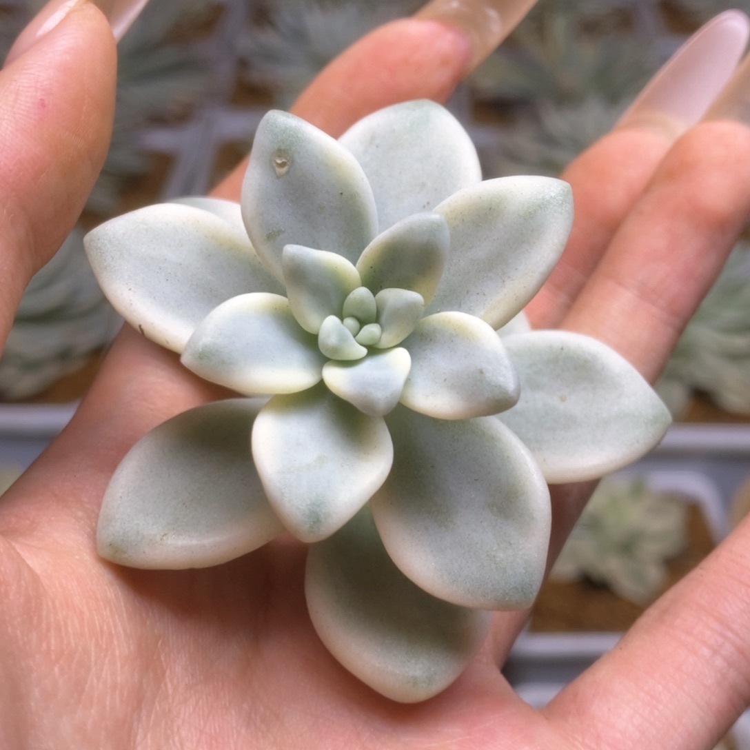 138锦锦锦锦锦锦锦锦