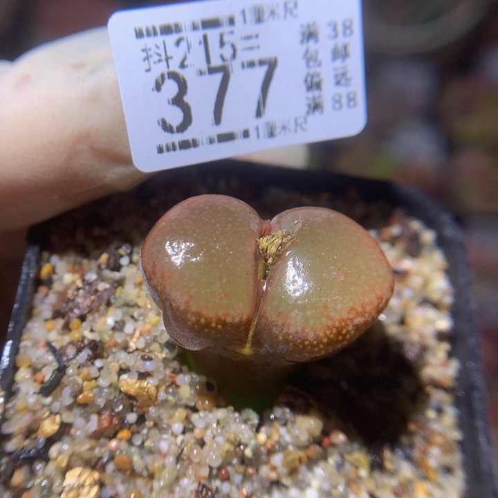 精品生石花215.377