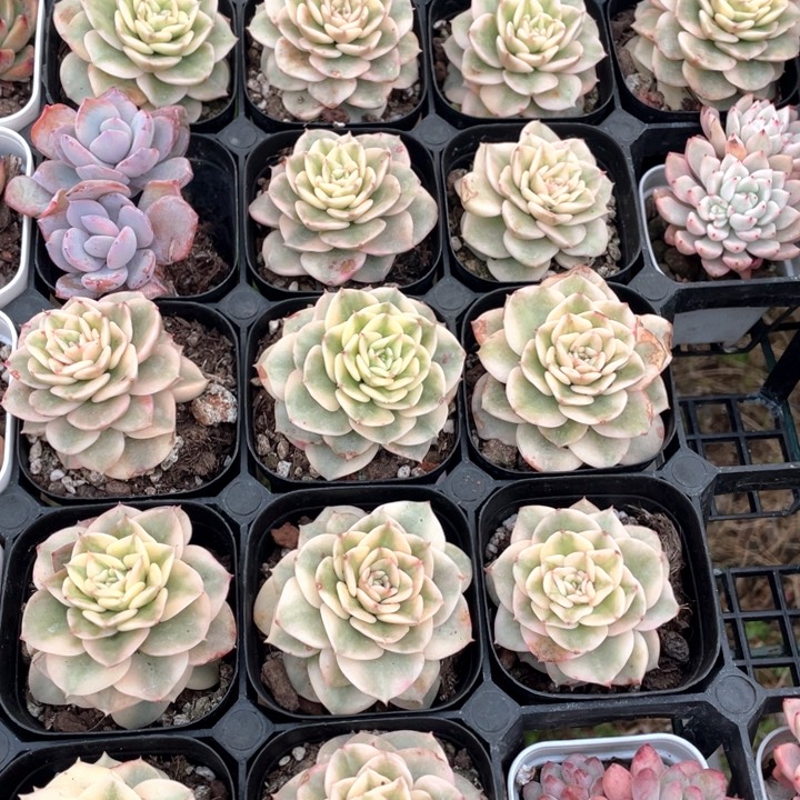 腊牡丹6.8一盆888888888