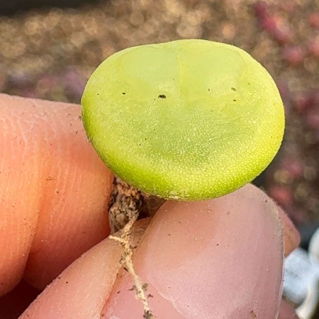 816拉拉尺寸1.2左右四年