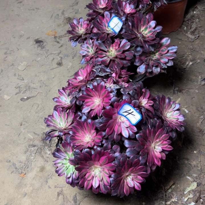 多肉植物两个法师4