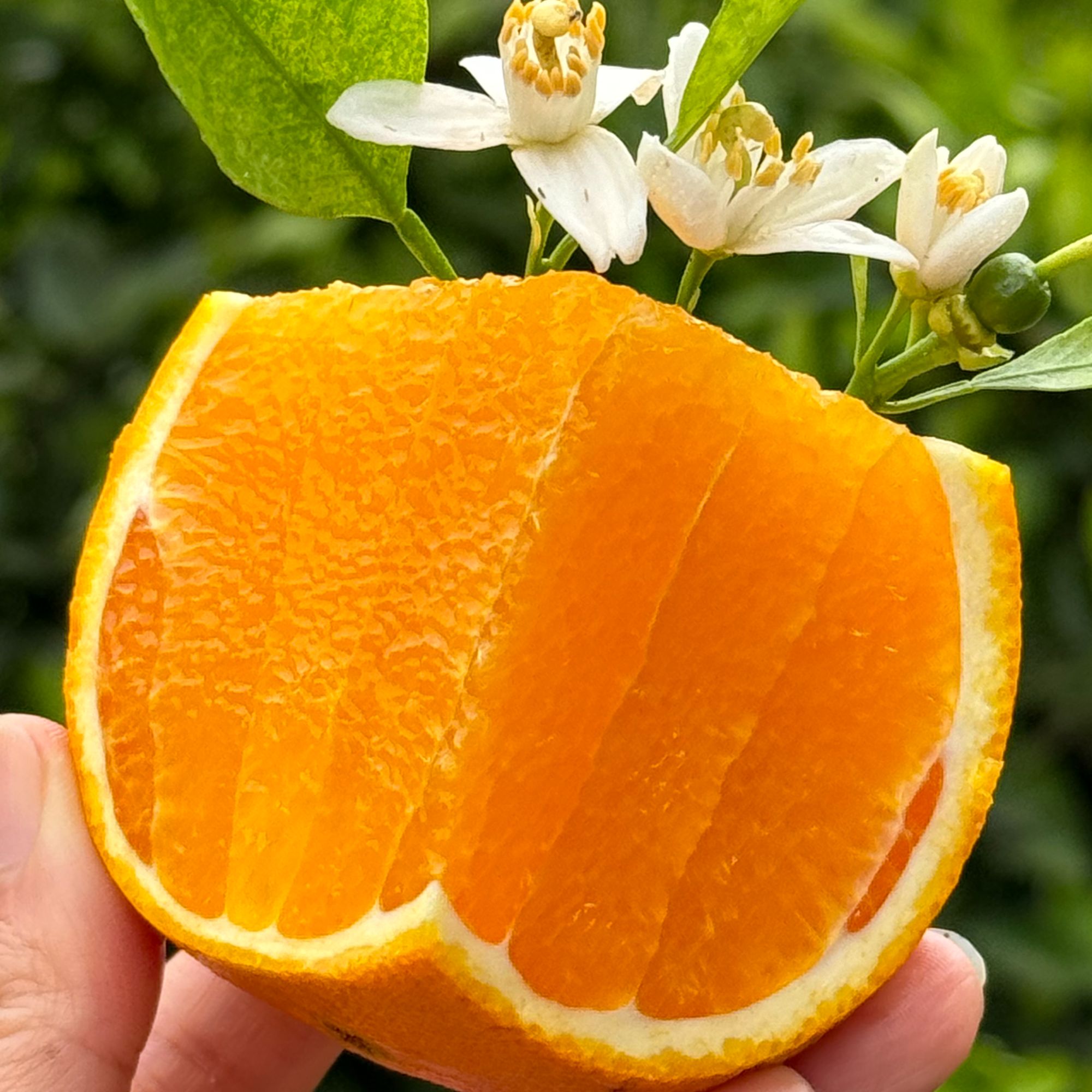 【京东上门】助力主播橙子新鲜香甜无籽湖北宜昌脐橙甜橙现摘