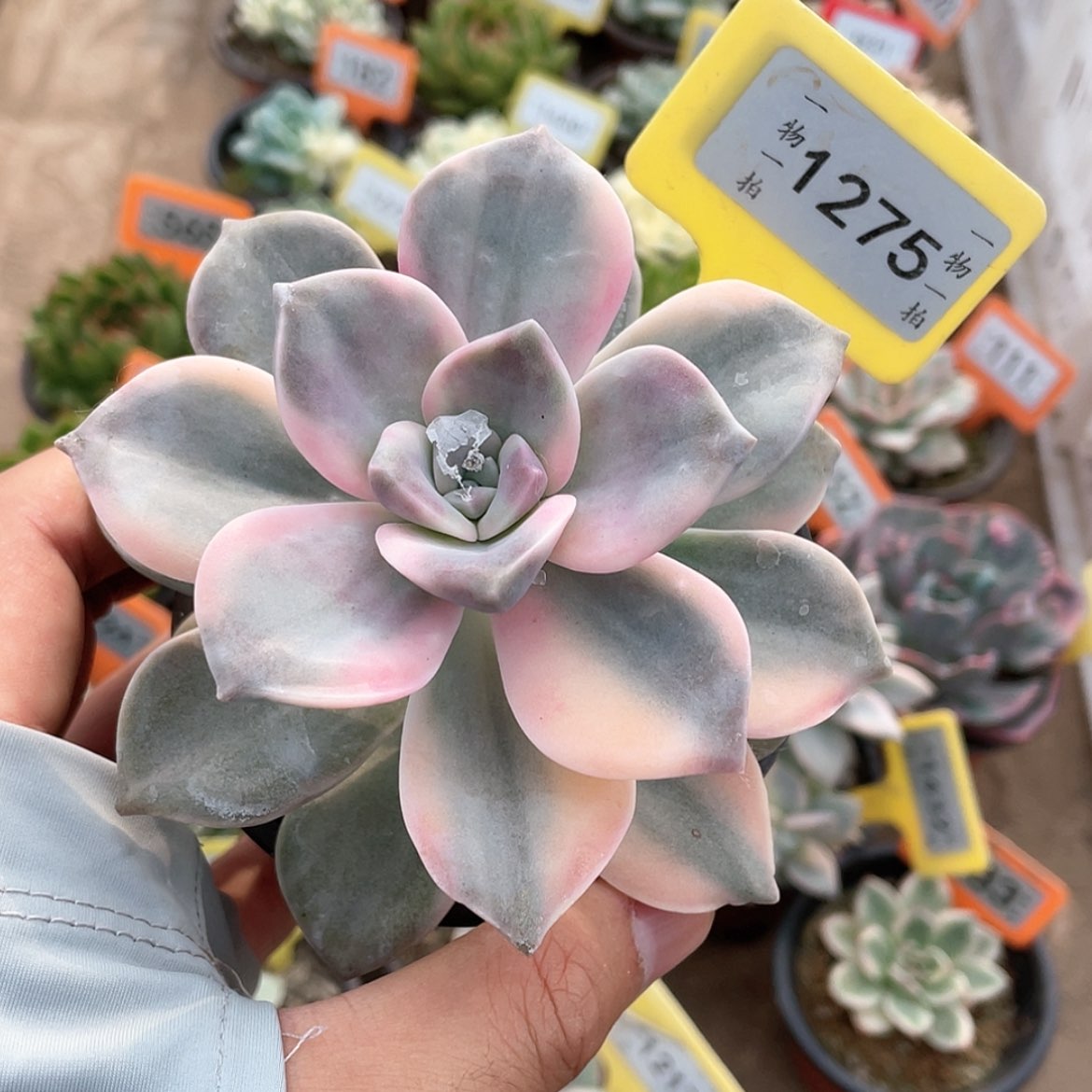 【闪购商品】无花朵1275号