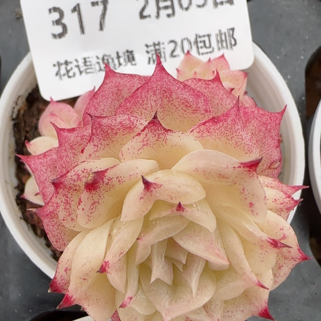 花语逸镜0203-317