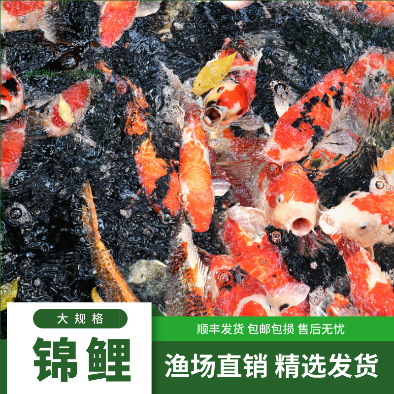 35-40精品日系三色丹顶观赏鱼锦鲤活体冷水鱼