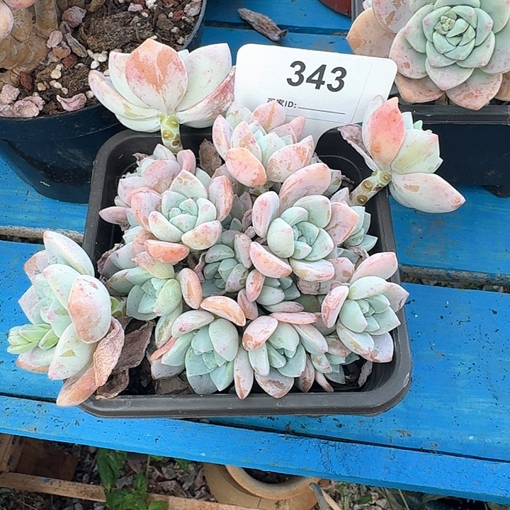 露凌香多肉植物343