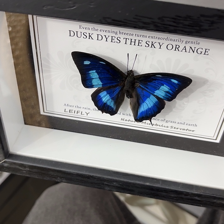 丫****蝴蝶标本定制054@