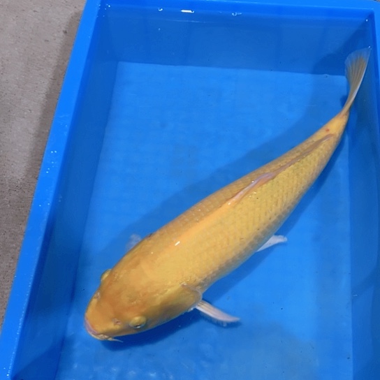 赤木芒果黄芥子鲤