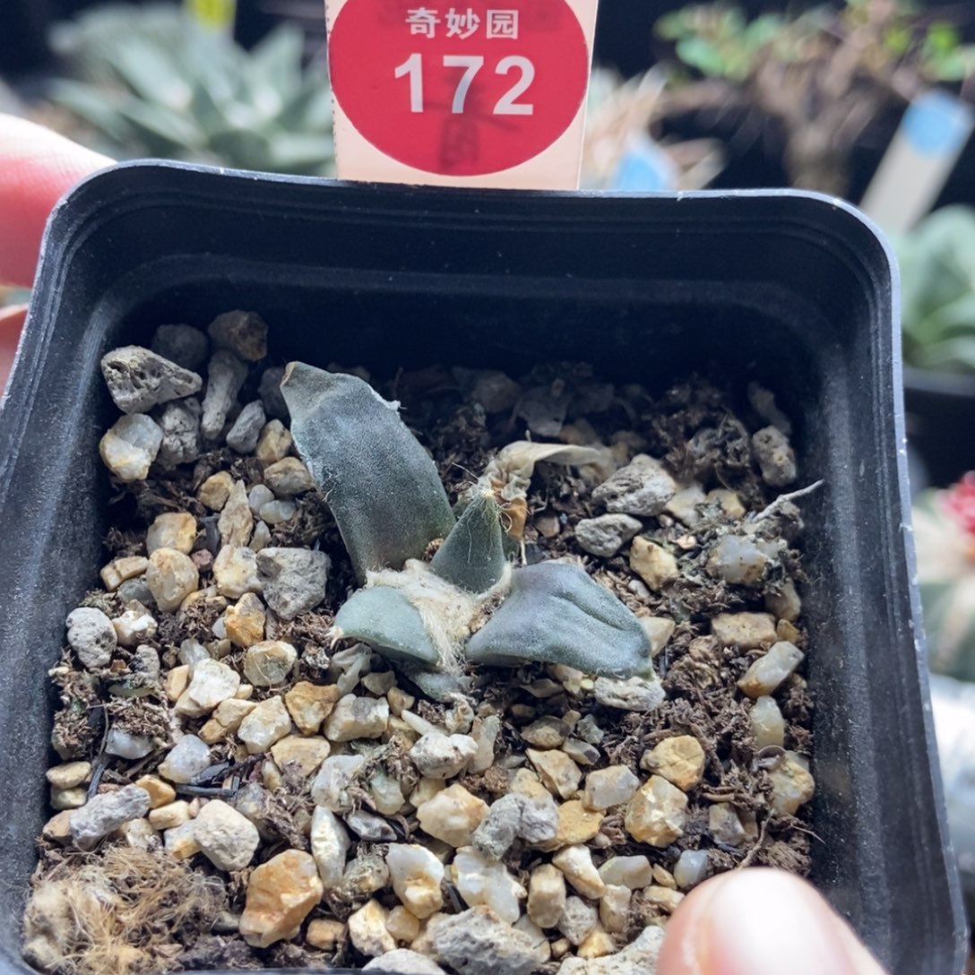 实生牡丹一颗仙人球，