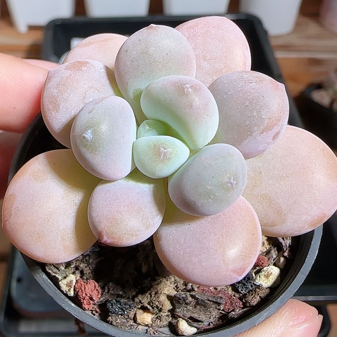 1109-----110洛神小老桩