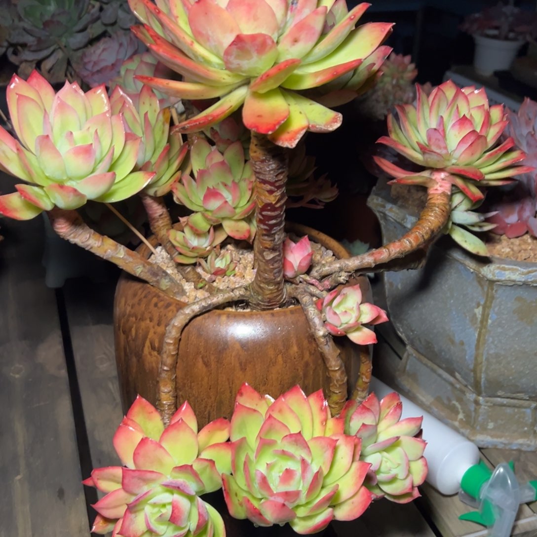 b***7多肉老桩   带盆发物流