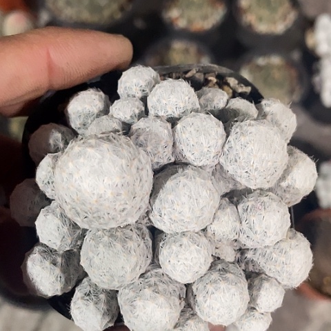 姬春心过年福利价