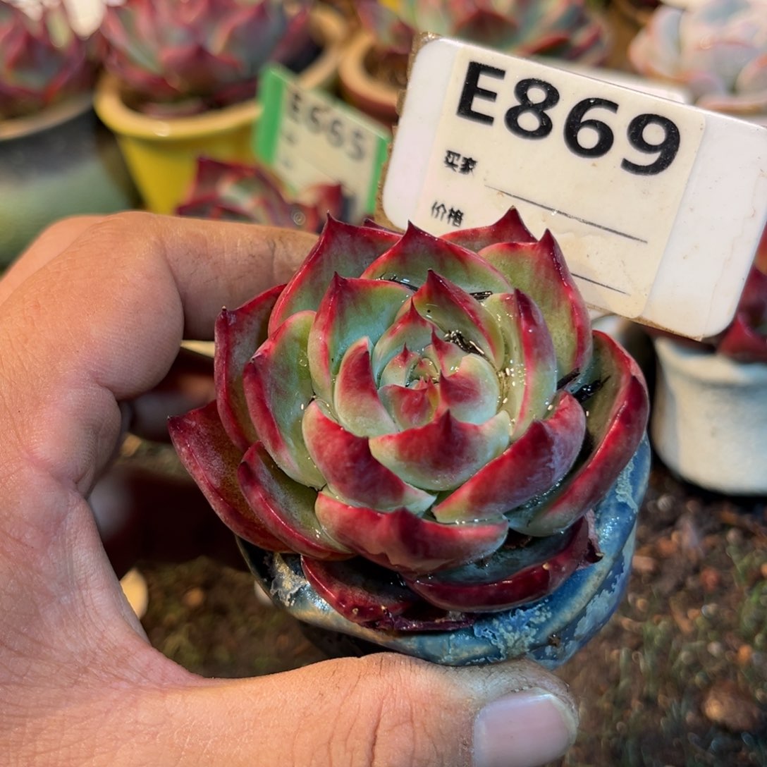 惊鸿一瞥869号多肉