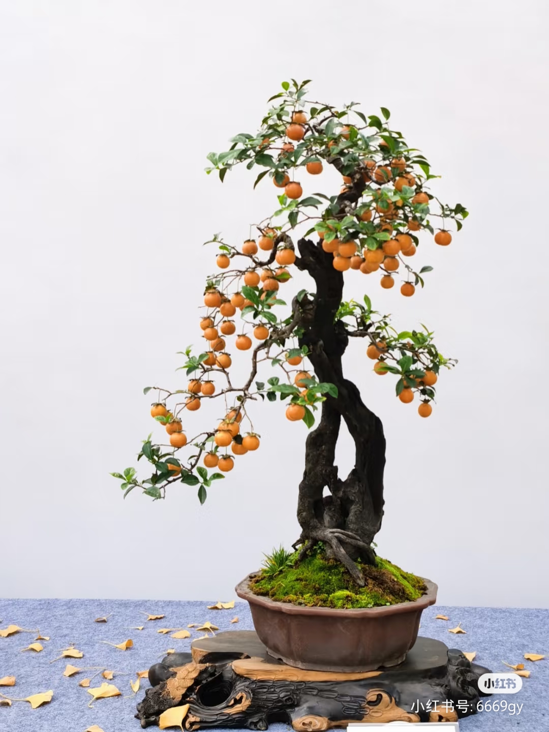 大型金弹子盆景年盆景树老桩功货，一拍一付，实物为准，