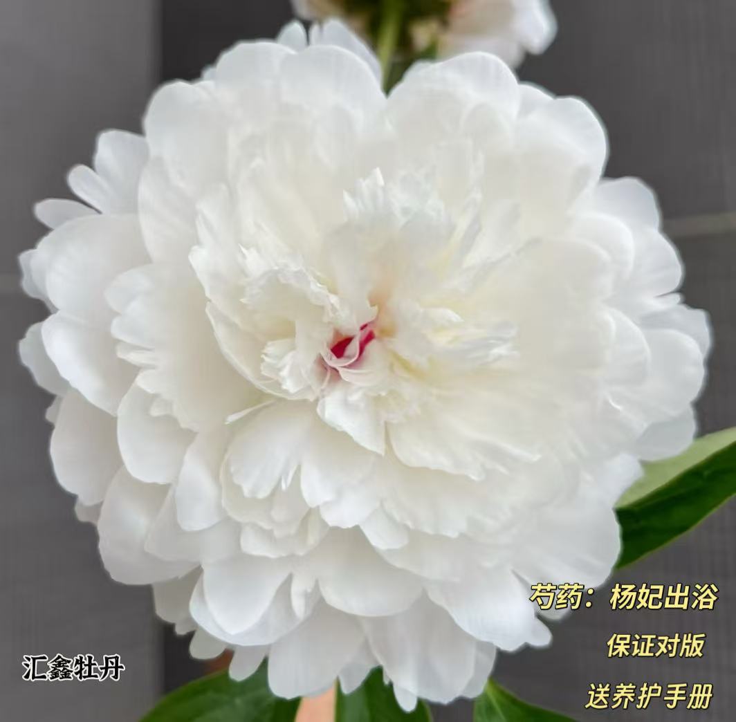 【杨妃出浴】白色系山东菏泽基地直发适宜地栽盆栽庭院种植观赏植物