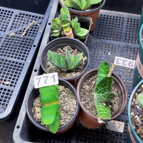 771卧牛5盆脱土一物一图如图