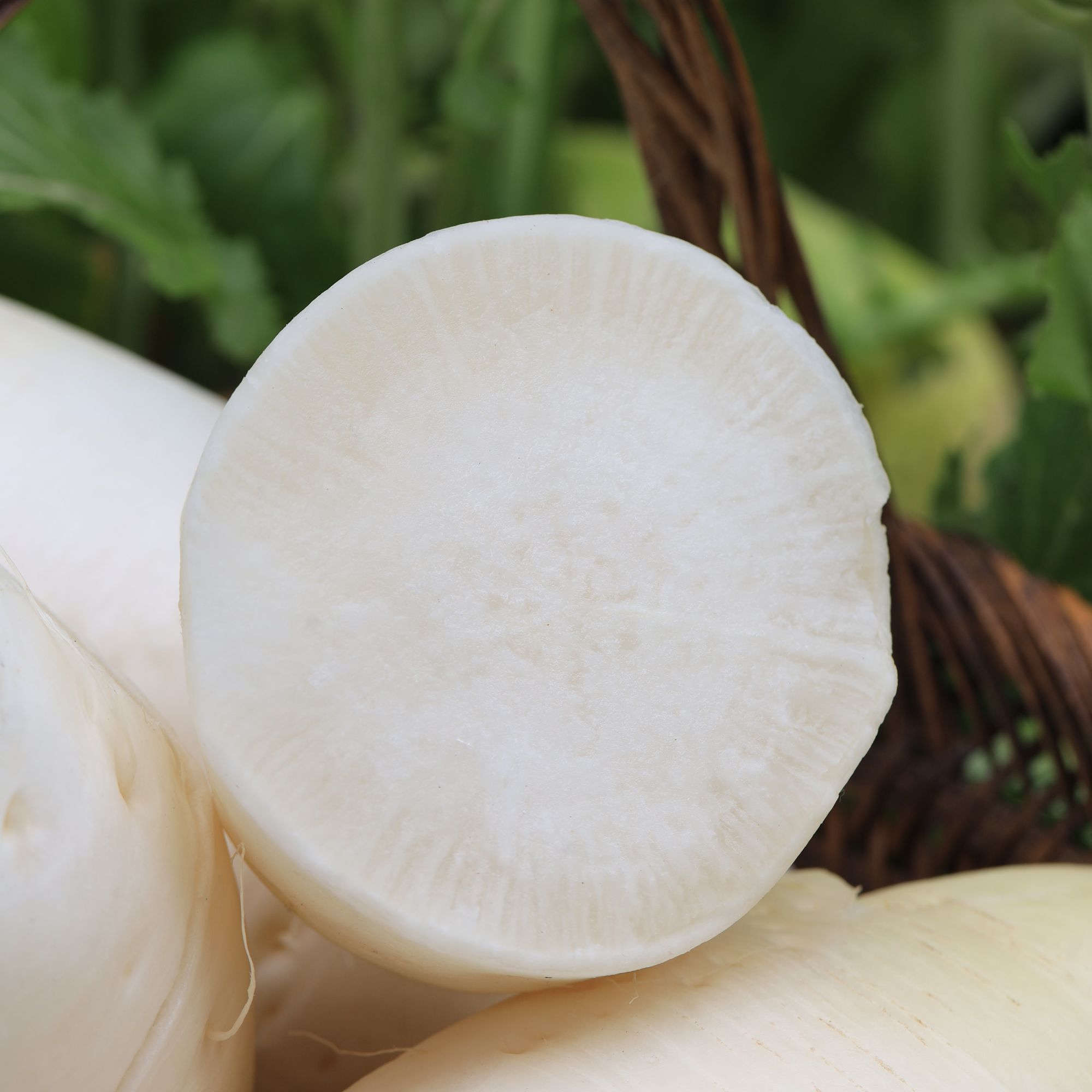 村姑阿香贵州生态种植新鲜大白萝卜