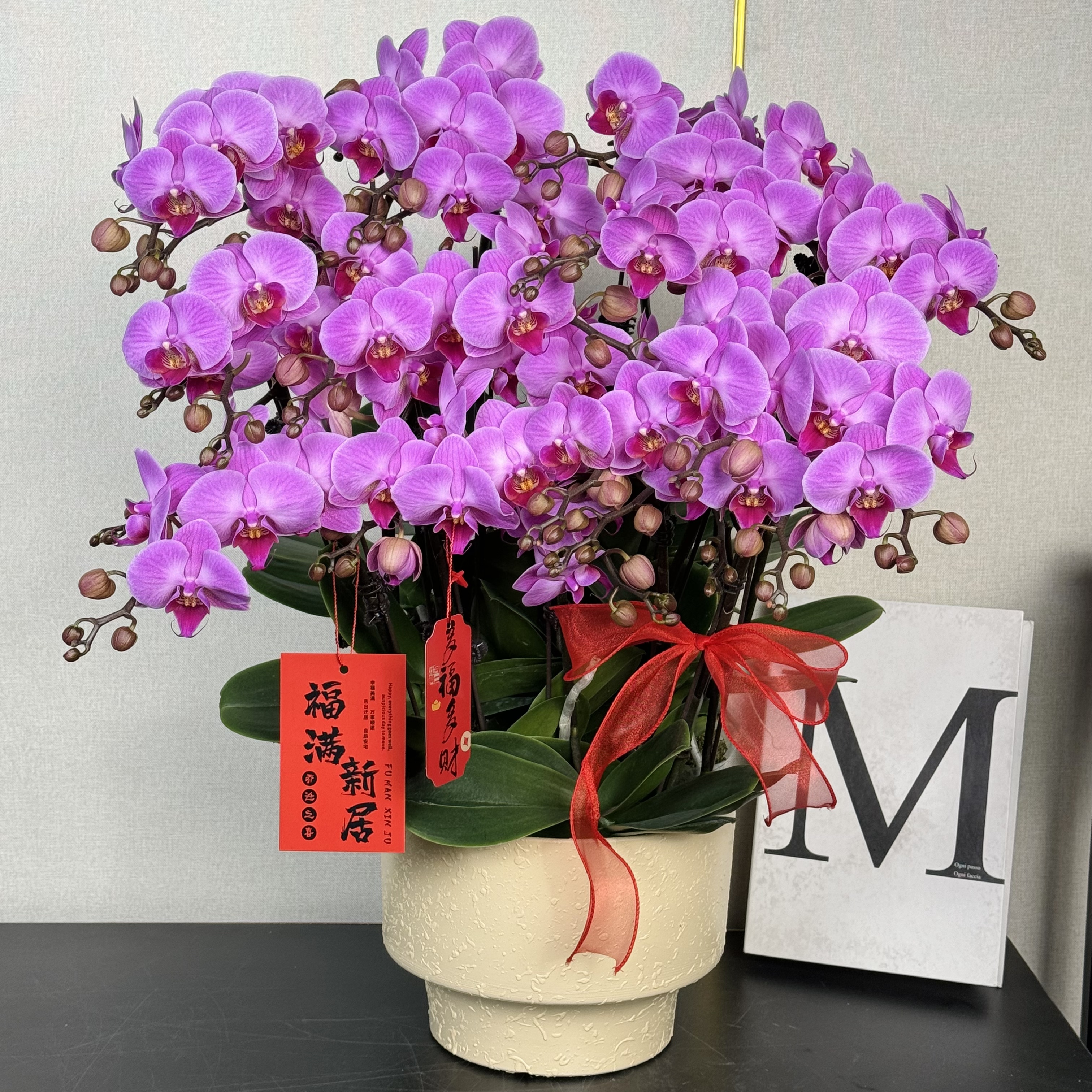 福禄禧【粉钻】蝴蝶兰盆栽花卉观花植物室内四季开花陶瓷盆5