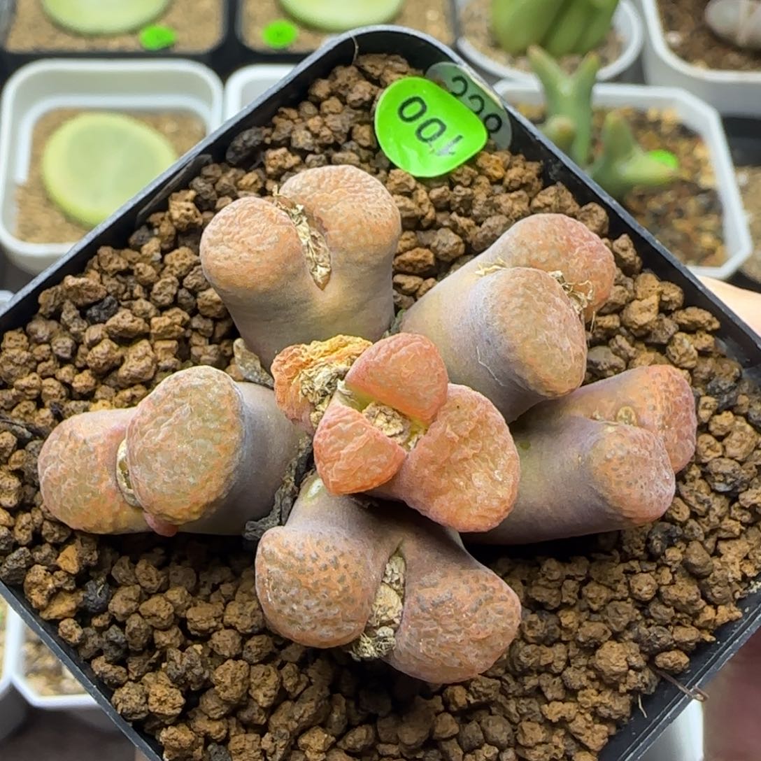 蛋糕风铃群多肉植物100