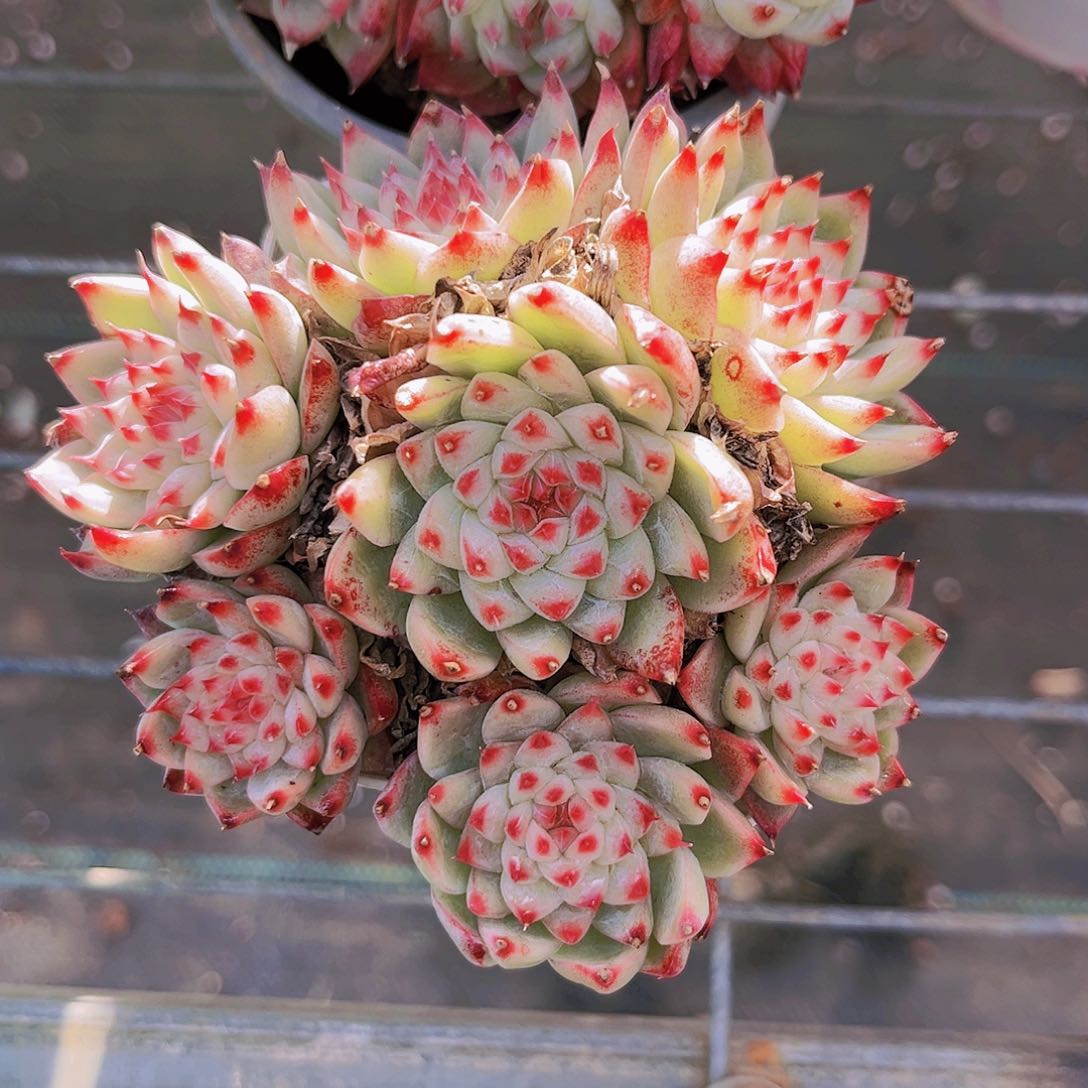 桃夭9.5公分9999999999