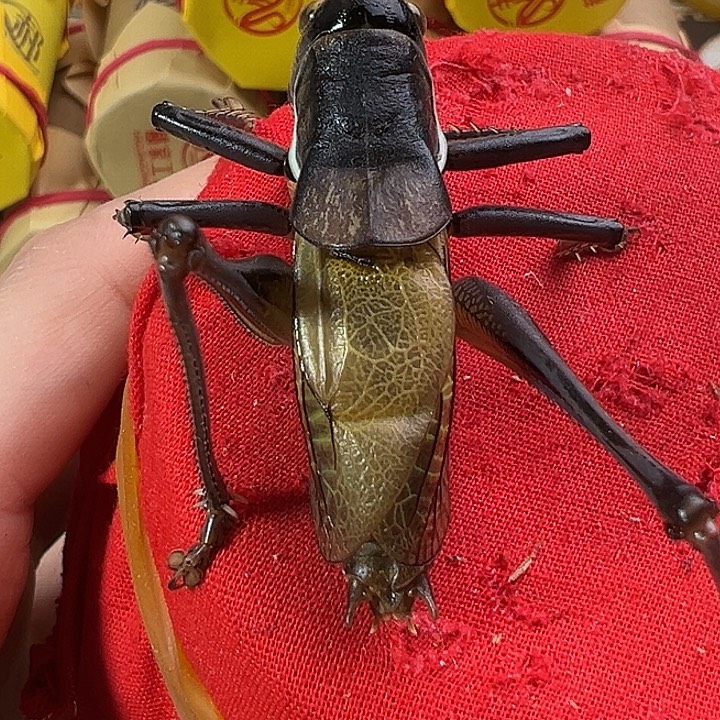 鸣虫虫具一个包邮