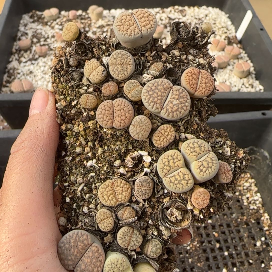 12.9爱萌多肉母本120朝贡福利8078