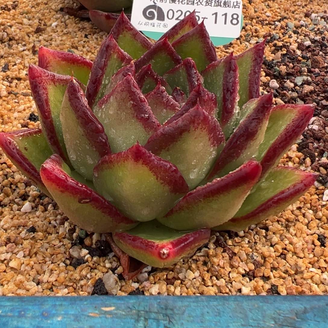 多肉一物一拍0205-118