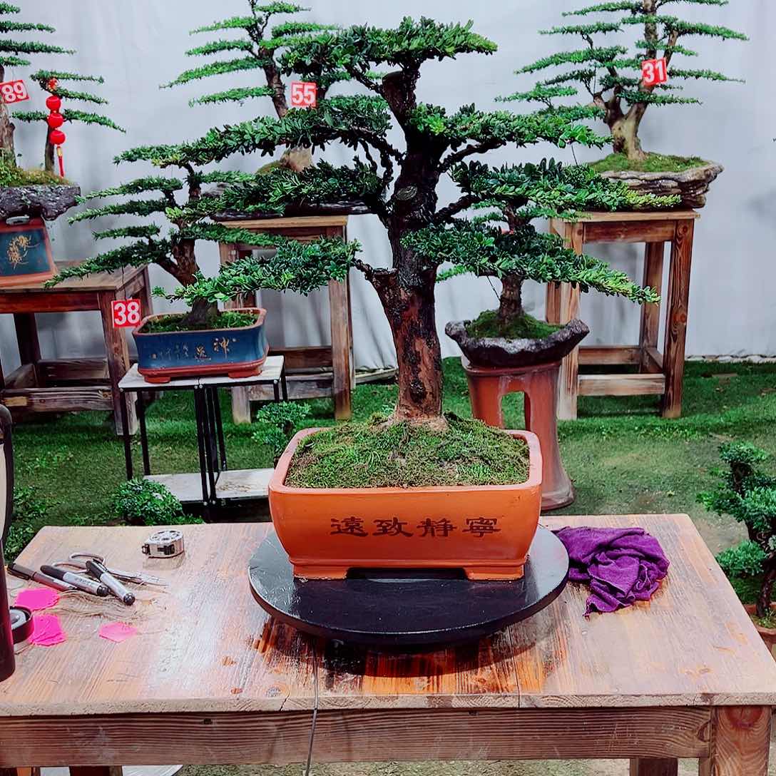 小老桩红芽罗汉松