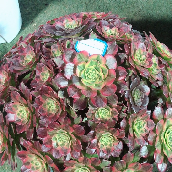 691安娜多肉法师