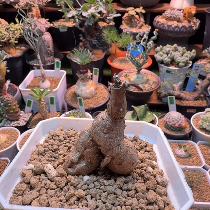 紫花厚墩菊225 仙人掌