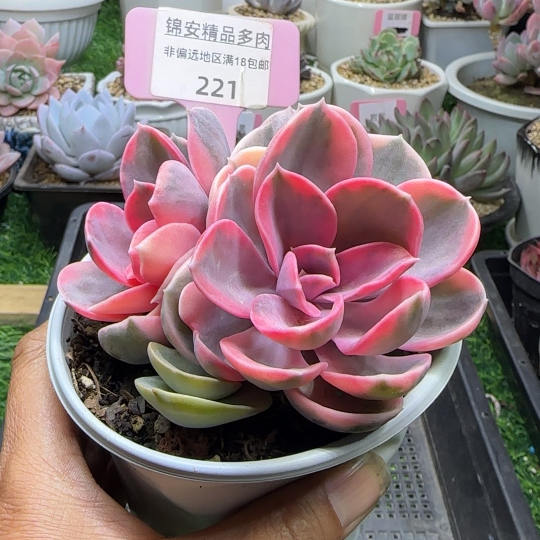 锦安精品多肉植物221