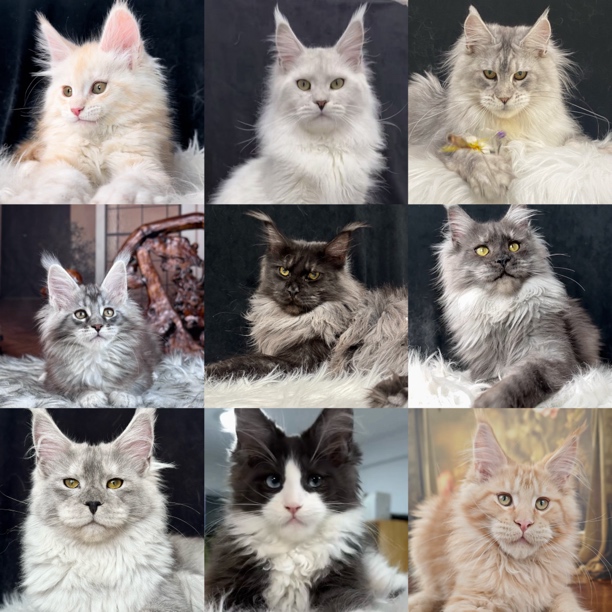 兴宠优选精品缅因活体全款链接缅因猫直播宠物猫购买